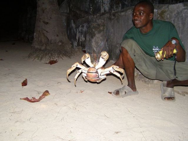 Giant coconut crab (27 pics)