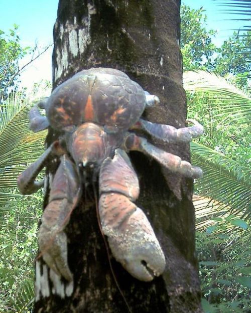 Giant coconut crab (27 pics) - Izismile.com