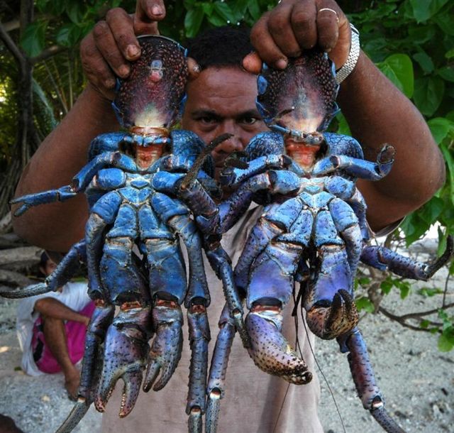 Giant coconut crab (27 pics)