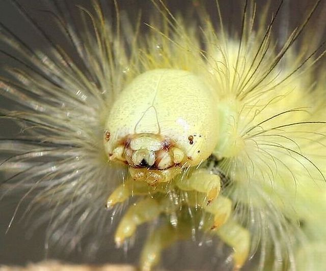 Insects with alien faces (16 pics)
