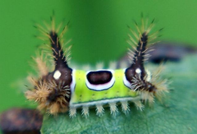 Insects with alien faces (16 pics)