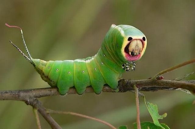 Insects with alien faces (16 pics)