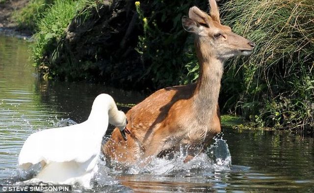 Evil swan against a young deer (5 pics)