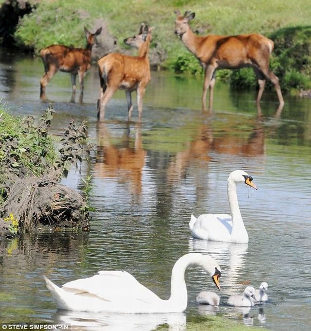 Evil swan against a young deer (5 pics)