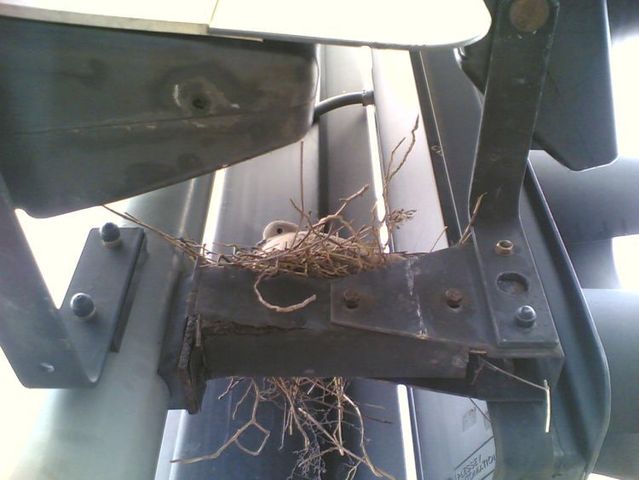 Bird nests in unusual places (14 photos)