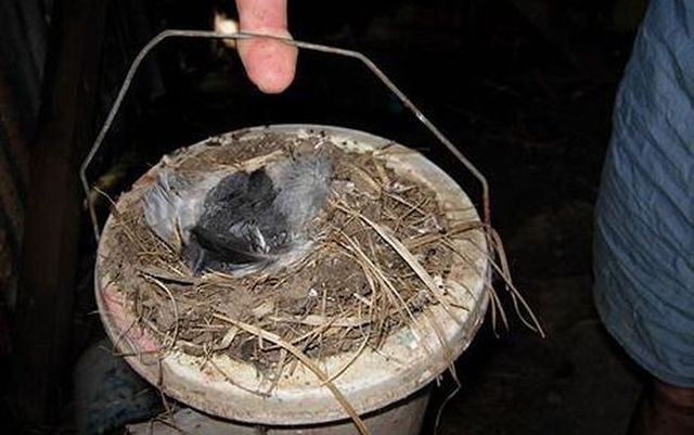 Bird nests in unusual places (14 photos)
