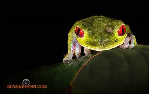 Great macro photography shots (20 pics) - Izismile.com