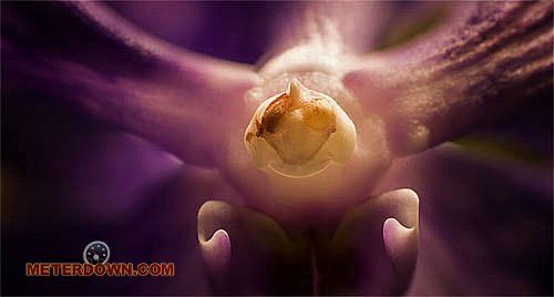 Great macro photography shots (20 pics) - Izismile.com