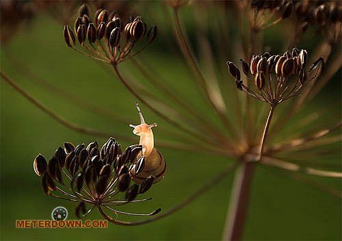Great macro photography shots (20 pics) - Izismile.com