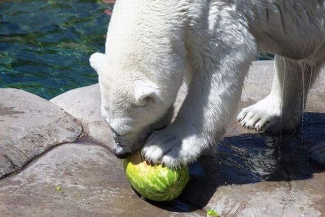 Breakfast of a polar bear (19 pics)