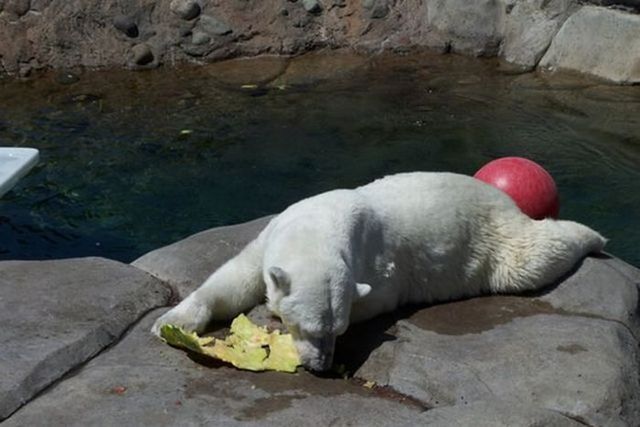 Breakfast of a polar bear (19 pics)