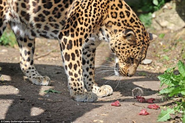 Rat against leopard (3 pics)