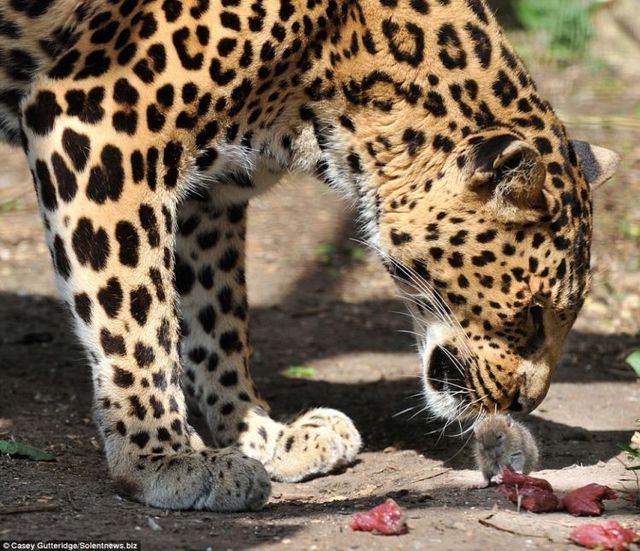 Rat against leopard (3 pics)