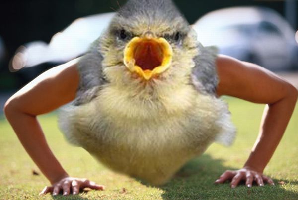 Funny montage - Birds with Human Hands. Part 2 (58 pics)