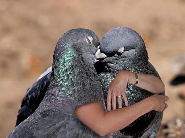 Funny montage - Birds with Human Hands. Part 2 (58 pics)