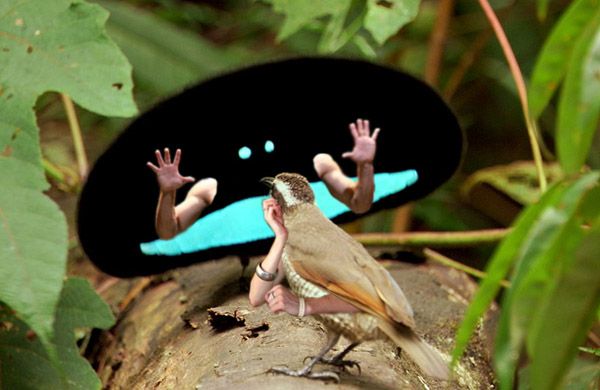Funny montage - Birds with Human Hands. Part 2 (58 pics)