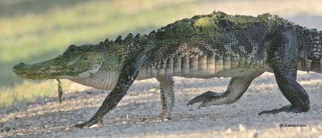American alligators (29 pics)