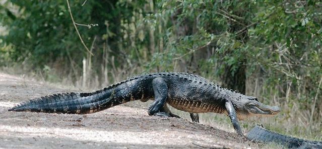 American alligators (29 pics)