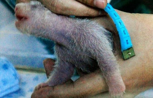 A baby panda was born at Chiang Mai zoo in Thailand (14 pics)