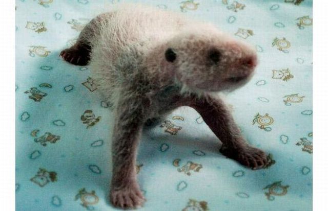 A baby panda was born at Chiang Mai zoo in Thailand (14 pics)