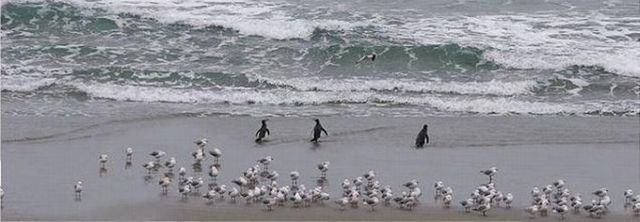 Make way for penguins! (3 pics)