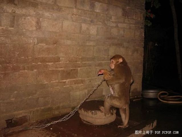 Monkey has found a friend (5 pics)
