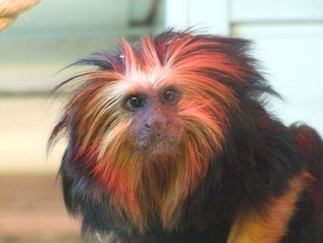 The most popular monkey haircuts for the summer (15 pics)