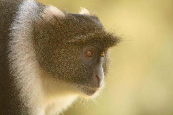 The most popular monkey haircuts for the summer (15 pics)