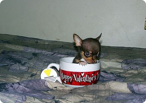 Animals that fit in a cup (10 pics)