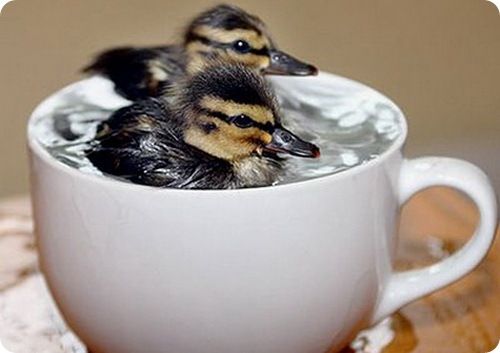 Animals that fit in a cup (10 pics)