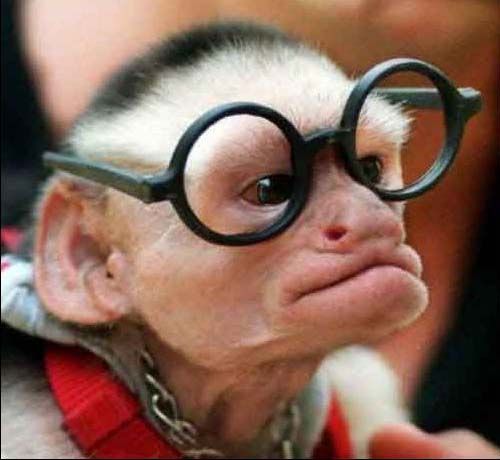 The most popular monkey haircuts for the summer (15 pics) - Izismile.com