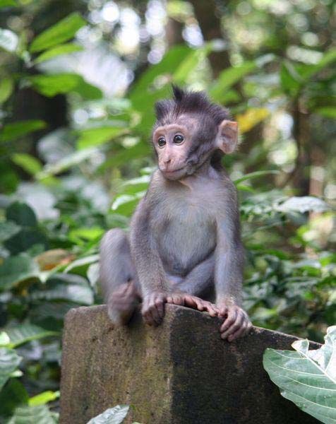 The most popular monkey haircuts for the summer (15 pics) - Izismile.com