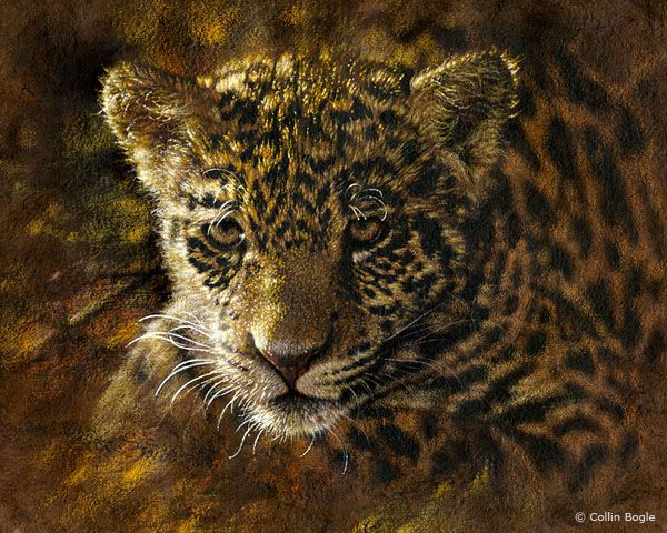 Beautiful paintings of wild naimals by Collin Bogle (32 pics)