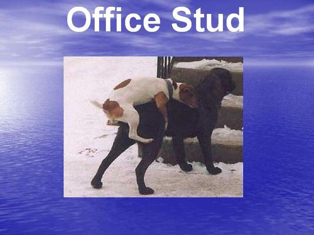 Animals in the office. Very funny. Do you recognize yourself? )) (19 pics)