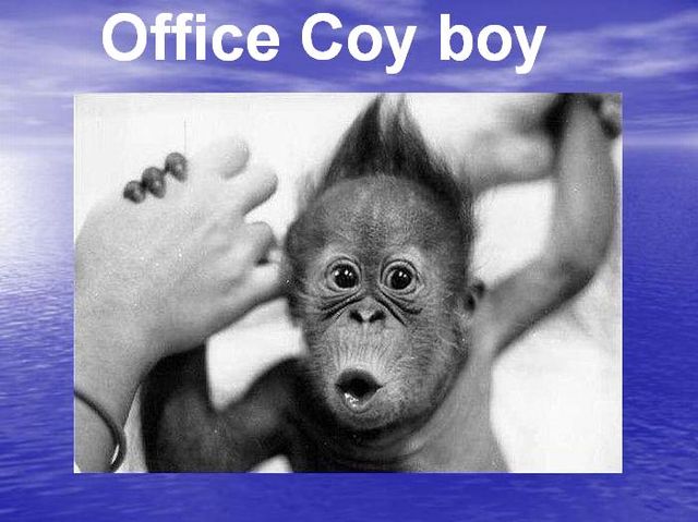 Animals in the office. Very funny. Do you recognize yourself? )) (19 pics)