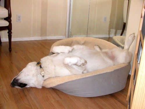 Have you ever been so tired? (18 pics)