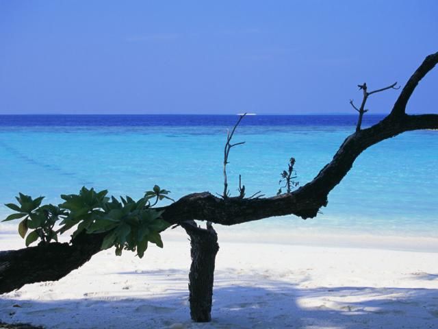 Beaches in the Maldives (40 pics)