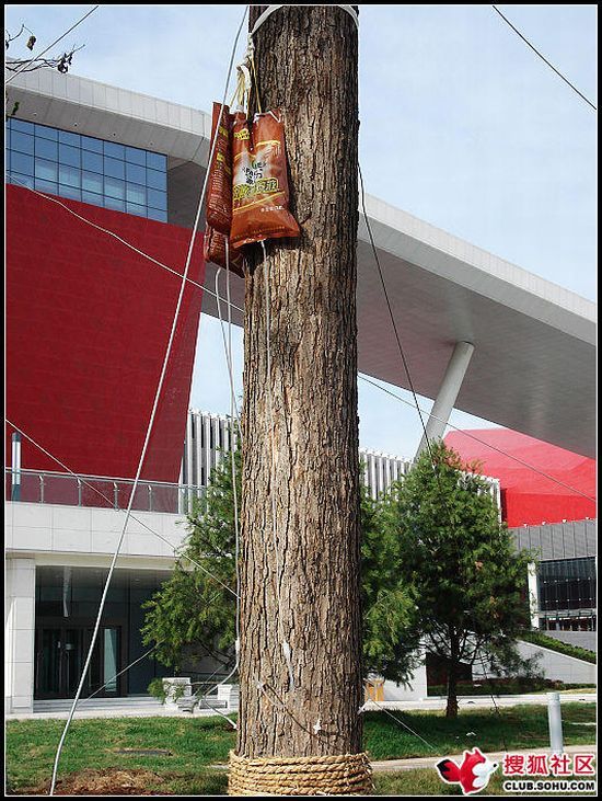 Proper tree maintenance (14 pics)