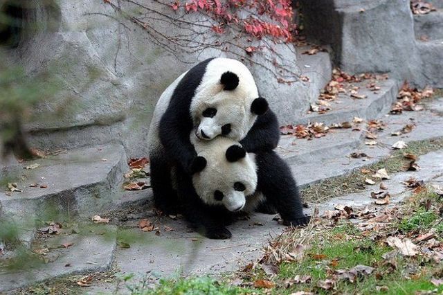 Funny and cute pandas (39 pics)