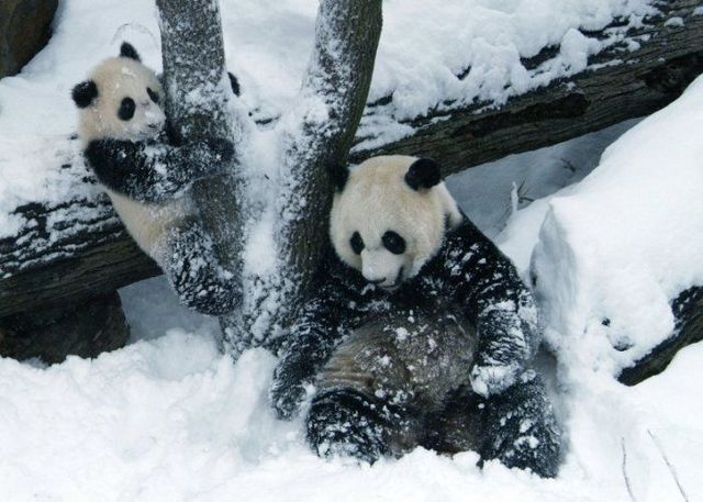 Funny and cute pandas (39 pics)
