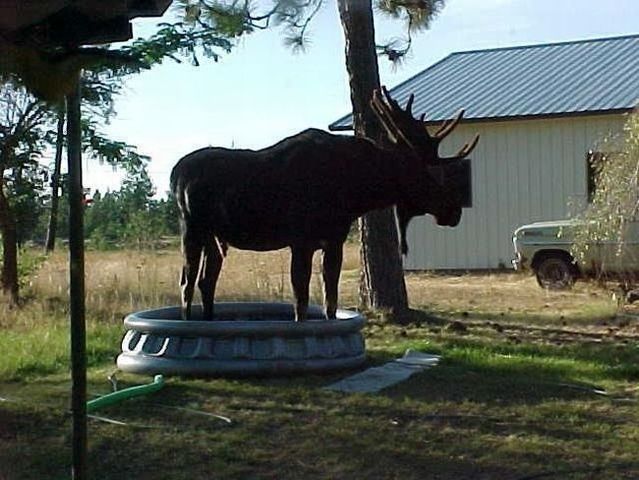 This moose got the nerve ;) (2 pics)