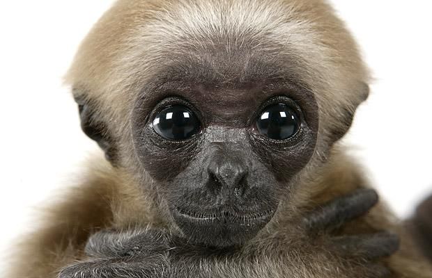 Cute baby gibbon got adopted (15 pics)