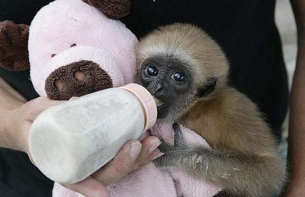Cute baby gibbon got adopted (15 pics)