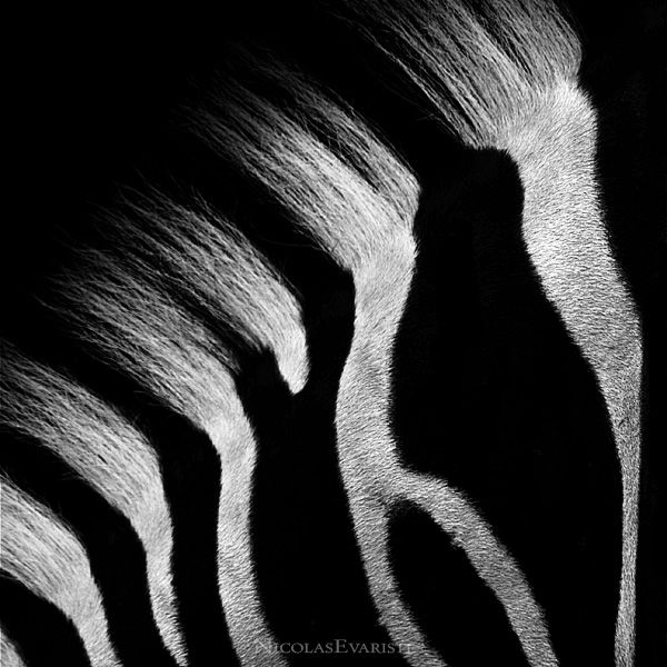 Dark Zoo by Nicolas Evariste (27 photos)