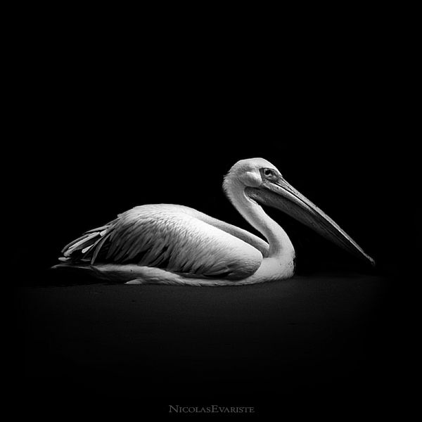 Dark Zoo by Nicolas Evariste (27 photos)