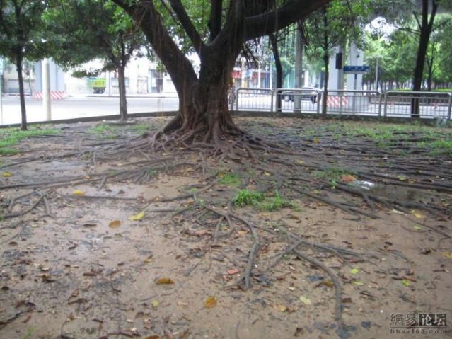 Huge tree roots (11 pics)