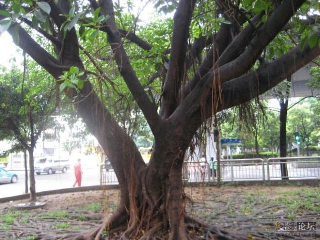 Huge tree roots (11 pics)