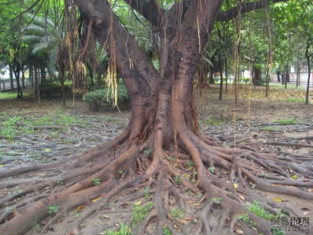 Huge tree roots (11 pics)