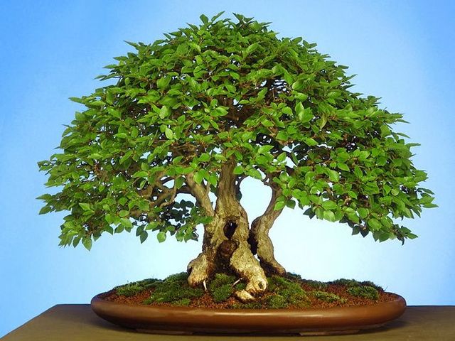 Magnificent bonsais (16 pics)