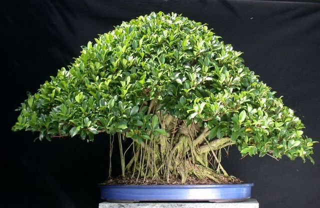 Magnificent bonsais (16 pics)